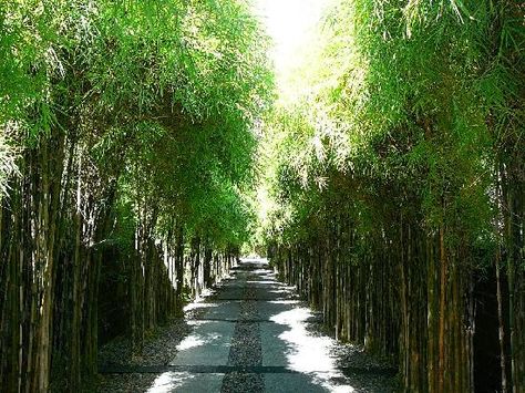 Bamboo-lined driveway Nature, Las Vegas, Lined Driveway, Tropical Garden Ideas, Bamboo Trellis, Tropical Countries, Small Front Yard, Hampton Bays, Bamboo Garden