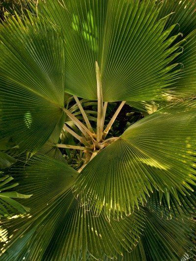 Palm Tree Indoor, Chinese Fan Palm, Indoor Palm, Indoor Tropical Plants, Indoor Palms, Tree Indoor, Palm Trees Wallpaper, Chinese Fan, Trendy Plants