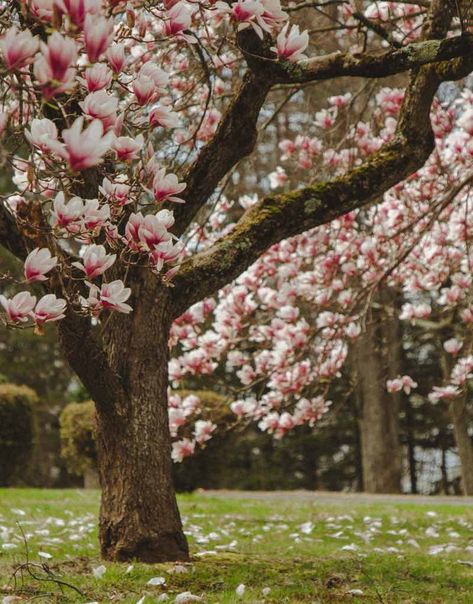 Magnolia Flower Wallpaper, Magnolia Tree Types, Magnolia Tree Landscaping, Pink Magnolia Flower, Evergreen Magnolia, Tree Types, Magnolia Stellata, Magnolia Wallpaper, Cherry Blossom Trees