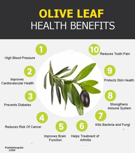 12 olive leaf extract benefits for a super healthy boost Olive Leaf Extract Benefits, Olive Leaf Benefits, Leaf Health, Toxic Free Living, Olive Leaf Extract, Tomato Nutrition, Strengthen Immune System, Healthy Wellness, Coconut Health Benefits