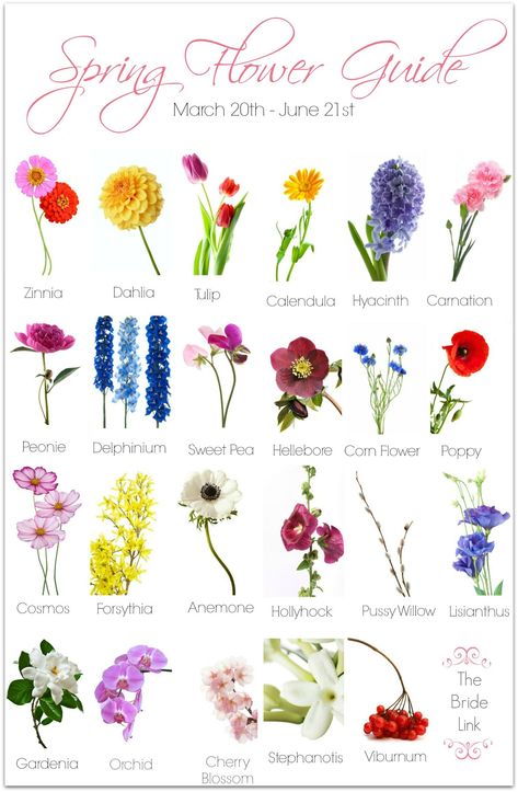 Lorde, Spring Wedding Flower, Wedding Flower Guide, Spring Wedding Bouquets, Flower Guide, Spring Wedding Flowers, Flower Names, Deco Floral, Spring Flower