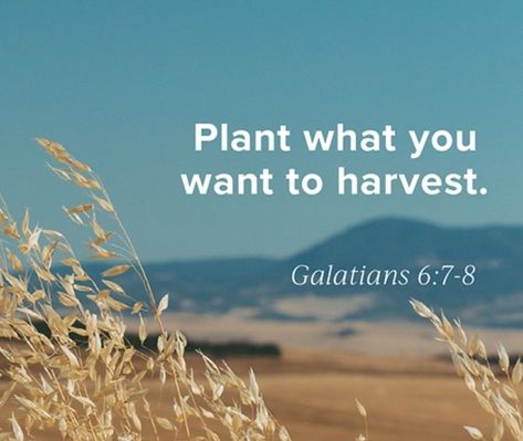 Galatians 6:7-8, Galatians 6 7, Bible Studying, Reap What You Sow, Galatians 6, Christian Verses, Loving God, Verses Quotes, Bible Verses Quotes Inspirational