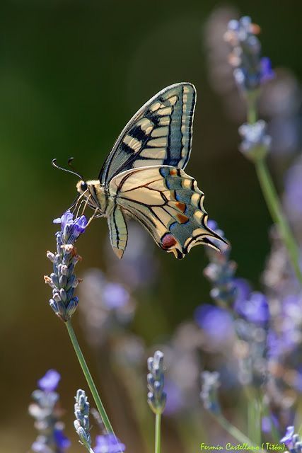 Beautiful Butterfly Photography, Cool Bugs, Swallowtail Butterfly, Butterfly Photos, Beautiful Bugs, Butterfly Pictures, Sculpture Metal, Amazing Nature Photos, Airbrush Art