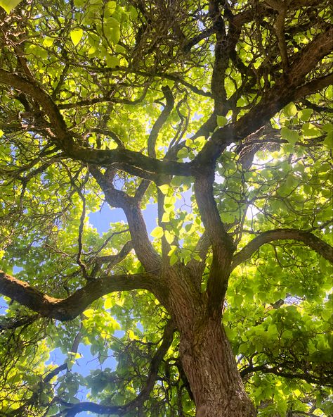 sunlight seeping through the leaves of a tree Nature, Light Through Trees Photography, Sunlight Through Leaves, Rose Hawthorne, Sunlight Through Trees, Dappled Sunlight, Dappled Light, Project Board, Nature Play