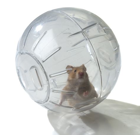 Hamster in a ball makes me laugh right out loud. Beard Tutorial, Salary Man, Hamster Ball, Gus Gus, Baby Hamster, Hamster Wheel, Ball Aesthetic, Animal Tails, Food Art For Kids