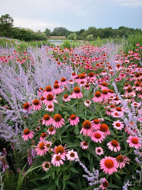 Pink And Purple Landscaping, English Country Gardens Cottage, Magnus Echinacea, Echinacea Garden, Echinacea Plant, Echinacea Flower, Prairie Garden, Backyard Flowers, Cottage Garden Design