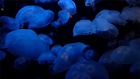 Jellyfish Wallpaper Desktop Gif, Aesthetic Shark Wallpaper Desktop, Jelly Fish Wallpaper Desktop, Blue Divider Gif, Jellyfish Banner Gif, Aquarium Gif, Blue Aesthetic Gif, Live Photo Wallpaper, Gif Wallpaper Aesthetic