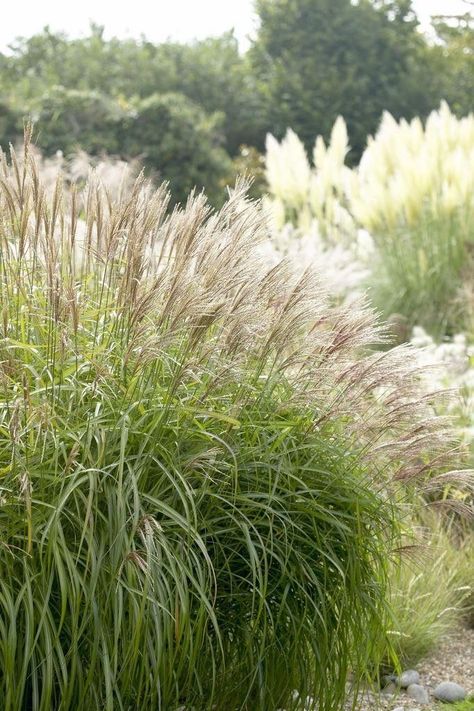 Miscanthus sinensis 'Herman Mussel' Autumn Planting, Planting Combinations, Miscanthus Sinensis, Prairie Garden, Hillside Landscaping, Gravel Garden, Drought Tolerant Plants, Plant Combinations, Garden Gate