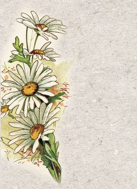 On This Day-Shasta Daisy-F Daisies Flower Drawing, Shasta Daisy Tattoo, Daisy Drawings, Daisies Drawing, Daisy Sketch, Pushing Up Daisies, Daisy Flower Drawing, Daisy Drawing, Daisy Tattoo Designs