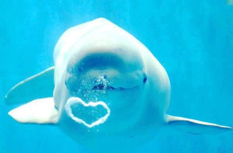 Heart In Nature, Beluga Whale, Cute Whales, Beautiful Sea Creatures, Harbin, Marine Biology, Whale Shark, Cute Animal Photos, Marine Animals