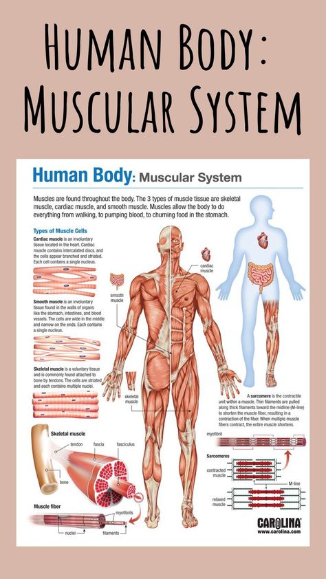 Introduce or review the muscular system with the Muscular System infographic that visualizes the 3 types of muscle and diagrams the muscle contraction process. #muscularsystem #humanbody #skeletal #cardiac #muscles #nursing #doctor #infographic #bodysystems #science #research The Muscular System Anatomy, Muscles Notes Anatomy, The Muscular System, Muscular System Diagram, Muscle Types, Cardiac Muscle, Muscular Skeletal System, Muscoskeletal System, Muscular System Anatomy Notes