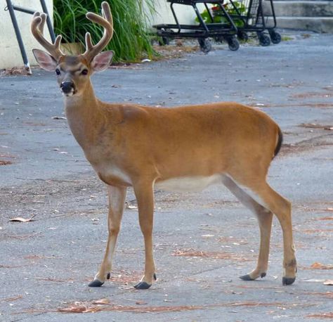 MyFWC | Island Life Where can you find the smallest white-tailed deer in the U.S.? In the Keys, of course! Key deer can be found from Big Pine Key to Sugarloaf Key and can even swim from one island to another! Learn more about this federally endangered species: http://myfwc.com/wildlifehabitats/profiles/mammals/land/key-deer/ Endangered Species, Deer Profile, Key Deer, Majestic Animals, National Parks Trip, Whitetail Deer, National Park Service, The Keys, Island Life