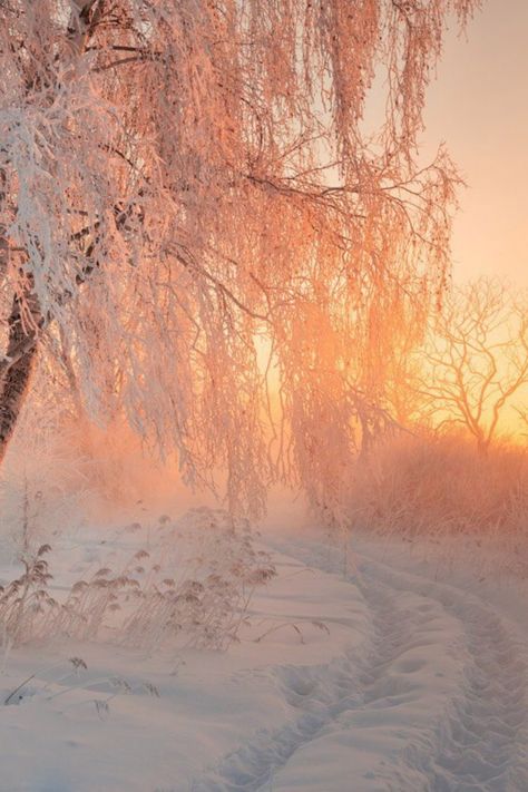 Winter Into Spring Aesthetic, Winter Warmth Aesthetic, Calm Winter Aesthetic, Winter Sunrise Aesthetic, Winter Aesthetic Nature, Light Winter Aesthetic, Winter Sun Aesthetic, Snow Esthetics, Apricity Aesthetic