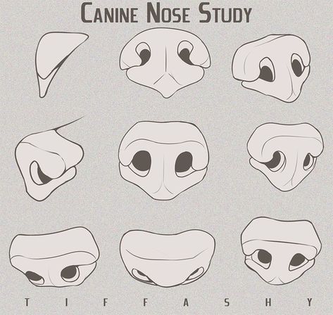 Nose Study, Canine Drawing, Dog Anatomy, Nose Drawing, Dog Nose, Animal Study, 강아지 그림, Canine Art, Anatomy Drawing