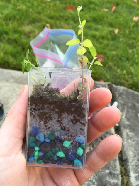 Tictac Box Diy, Tictac Box Ideas, Tic Tac Terrarium, Tic Tac Box Crafts, Aesthetic Diys, Paper Duck, Terrarium Ideas, Fun Crafts To Do, Model Hobbies