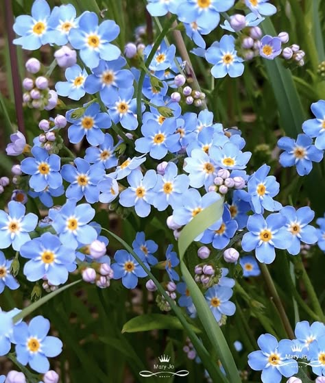 Miss Me Not Flowers, Forget Mr Not Flower, Forget Me Not Photography, Forget Ne Not Flowers, Forget Me Not Flowers Field, Do Not Forget Me Flower, Forget Me Not Flowers Photography, Flowers Forget Me Not, Forget Me Not Plant