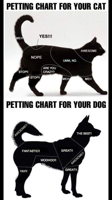 Akita, Cat Vs Dog, Akita Dog, Funny Dog Memes, Funny Animal Memes, Cute Kittens, Dog Memes, Newfoundland, Guinea Pig