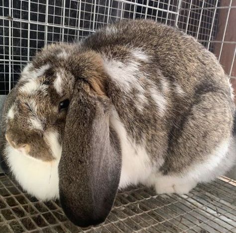 French Lop Rabbit, French Lop, Baby Cost, Lop Bunnies, Rabbits For Sale, Rabbit Breeds, West Sacramento, Holland Lop, Bulldog Puppies For Sale