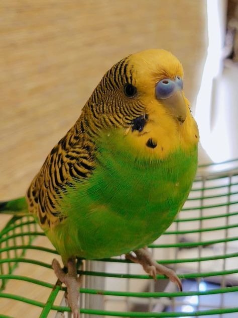 Cute Budgerigar Bird, Green Parakeet, Beautiful Birds, Parrot, Birds, Green, Quick Saves