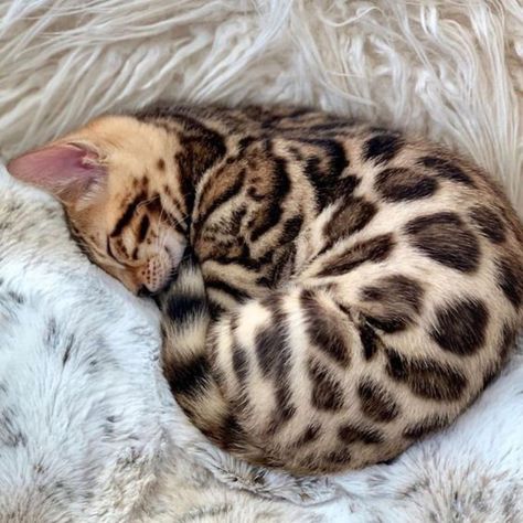 Dream's Cat, Bengal Kitten, Vanilla Girl, Cat Breed, Cute Cats Photos, Pretty Animals, Bengal Cat, Cute Animal Photos