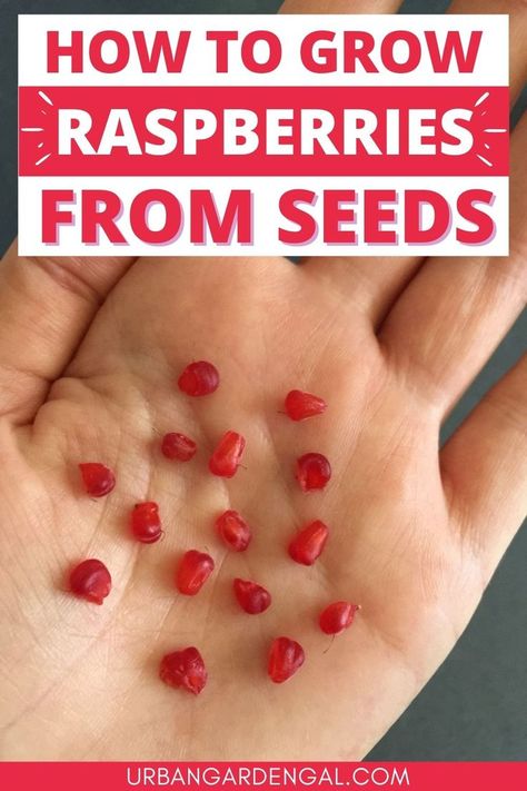 Growing raspberry seeds Grow Raspberries From Fruit, How To Plant Raspberries Bushes, Grow Raspberries From Seed, Transplanting Raspberry Plants, Raspberry Plants In Pots, Growing Raspberries From Seeds, Raspberry Growing Tips, How To Plant Strawberry Seeds, Growing Raspberries In Containers