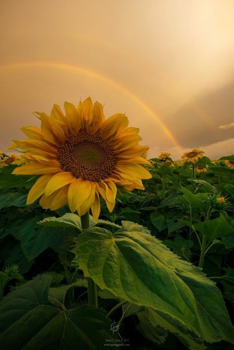 Follow @loggardenia and get more of the good stuff by joining Tumblr today. Dive in! Sunflower Iphone Wallpaper, Sunflower Photography, Sunflowers And Daisies, Sunflower Pictures, Sunflower Garden, Green Country, Sunflower Wallpaper, Wallpaper Nature Flowers, Beautiful Landscape Wallpaper