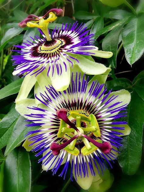 Beautiful Passion Flower... ♥ - Flowers Magazine Hawaii Flowers, Beautiful Flowers Images, Unusual Plants, Unusual Flowers, Passion Flower, Flowering Vines, Garden Crafts, All Flowers, Flower Beauty