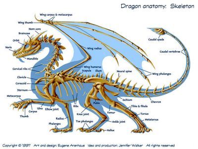 Dragon anatomy Dragon Skeleton, Dragon Anatomy, Dragon Bones, Dragon Sketch, Animal Anatomy, Dragon Rider, Dragon Wings, Wings Of Fire, Mythological Creatures