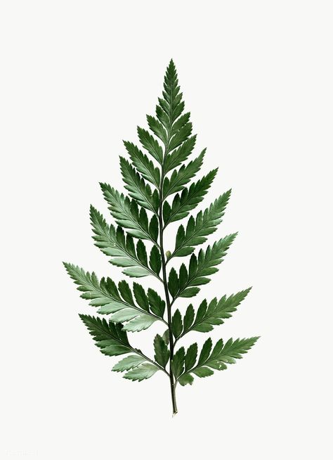 Leatherleaf fern on white background | free image by rawpixel.com Fern Reference, Fern Drawing, Leatherleaf Fern, Fern Images, Seni Resin, Pretty Leaves, Fern Design, Fern Leaves, Fern Leaf