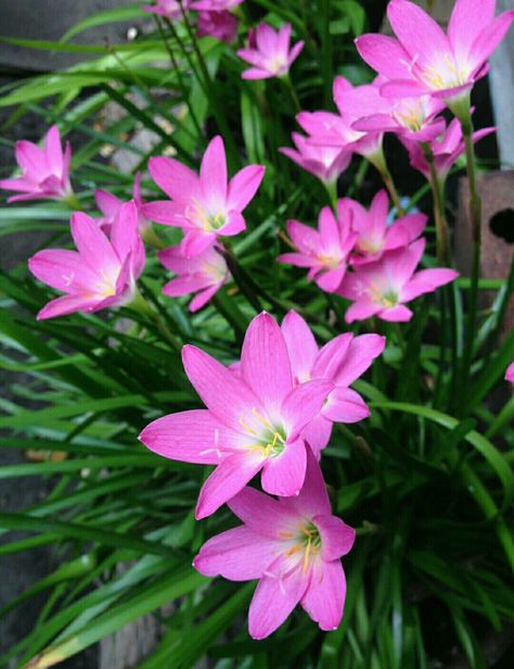 Rain Lily Flower, Ixia Flowers, Fav Flower, Flower Calendar, Lily Wallpaper, Rain Lily, Pineapple Wallpaper, Grass Flower, Good Morning Beautiful Flowers