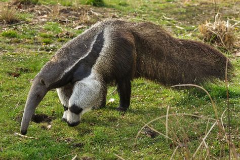 Giant anteater – The Dallas World Aquarium Getting Rid Of Skunks, Dallas World Aquarium, Giant Anteater, Amazon Rainforest, Wildlife Art, The Field, Ants, Animal Kingdom, Animal Rescue