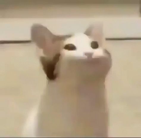 funny gifs for all of cats, dogs, and every thinngs Cat Animated, Dogs And Humans, Pop Cat, Kitten Gif, Silly Dogs, Funny Cats And Dogs, Cat Icon, Big Mouth, 웃긴 사진