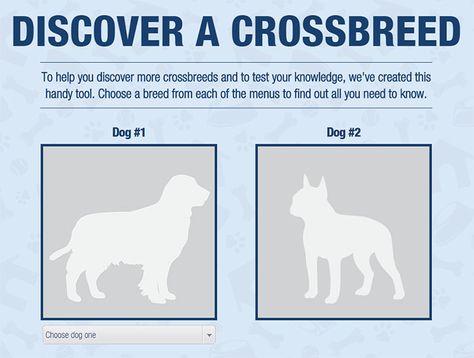 This Dog Crossbreed Generator Is Kind of Fun - Orvis News Friendliest Dog Breeds, Dog Breed Quiz, Best Guard Dog Breeds, Ancient Dog Breeds, Cartoons Dancing, Dog Crossbreeds, Dog List, Dog Mixes, Life Pictures