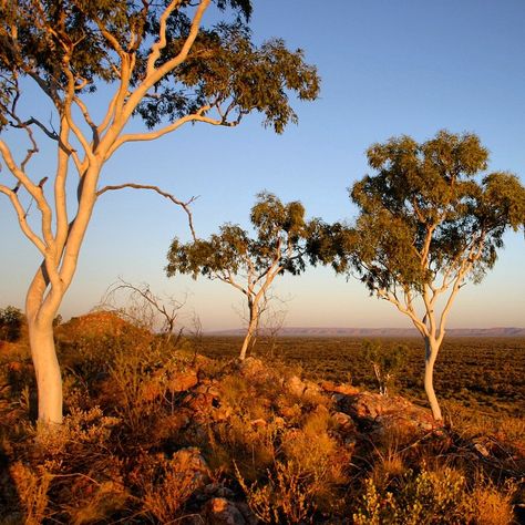 Nature, Outback Australia Photography, Australian Bush Landscape, Australia Aesthetic Outback, Australian Bush Aesthetic, Australian Outback Aesthetic, Bush Australia, Australian Forest, Australian Aesthetic