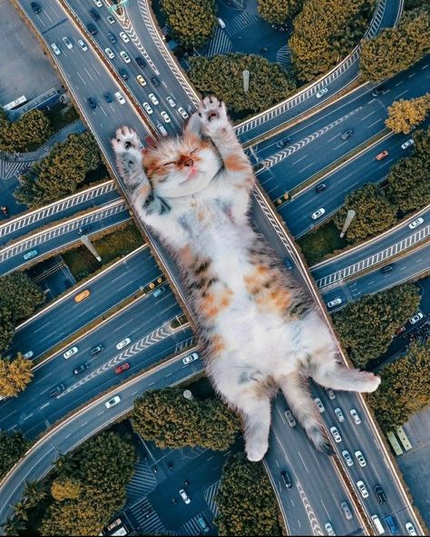 Hover Cat, Surreal Collage Art, Surealism Art, Giant Cat, Image Editing Photoshop, Surrealism Art, Surreal Photos, Surreal Collage, Silly Cats Pictures