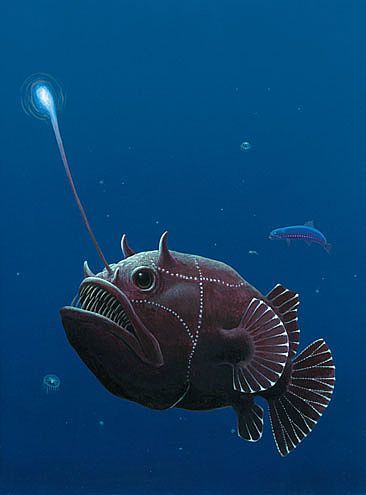 Weird Bugs, Ocean Kingdom, Lantern Fish, Scary Fish, Fish Reference, Marine Species, Deep Sea Creatures, Weird Fish, Clownfish