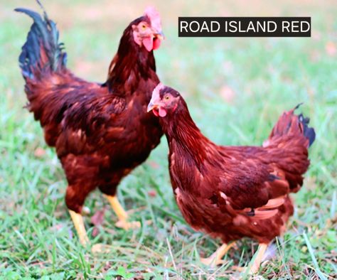 Road Island Red Chicken Road Island, Chicken Bird, Red Chicken, Coop Design, Health Management, Game Birds, Chicken Breeds, Birds, Chicken