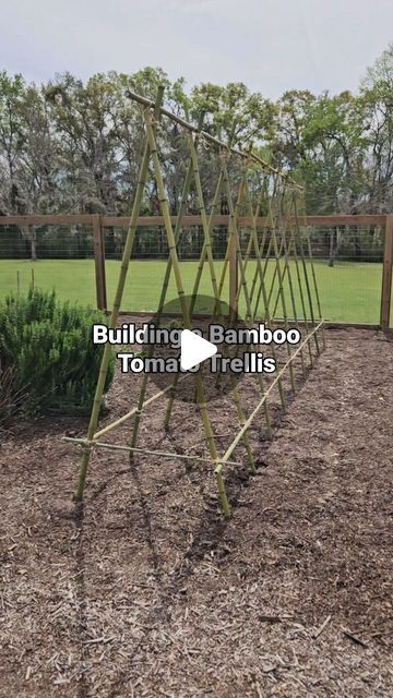 Tomato Supports Ideas, Bamboo Tomato Cage, Stringing Up Tomato Plants, Bamboo Trellis Tomatoes, Bamboo Tomato Trellis, Tomatoe Plant Support Trellis Ideas, String Trellis For Tomatoes, Bamboo Trellis Ideas, How To Tie Bamboo Poles Together