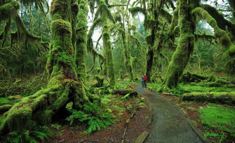 Hall Of Mosses, 7 Natural Wonders, Olympic National Park Washington, Temperate Rainforest, Moss Covered, Beauty Places, Olympic Peninsula, Sequoia National Park, Olympic National Park