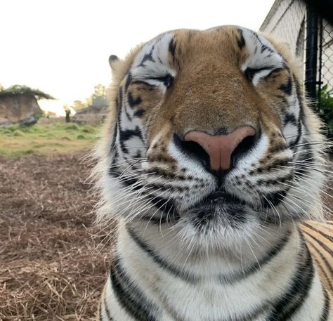 Tigers, Geaux Tigers, Proud To Be