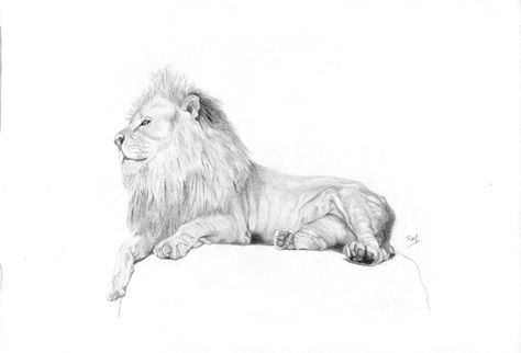 Resting Lion Tattoo, Lion Laying Down Tattoo, Lion Laying Down Drawing, Pot Animals, Water Sketch, Small Symbol Tattoos, Future Decor, Ricardo Rodriguez, Lion Sketch