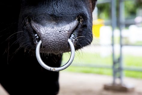 Bull a scottish highland bull stands in a field in enumclaw, washington.. 50+ bought in past week.. Web nose rings should be applied to bulls that are going to be routinely handled, particularly bulls that will need to be led between locations on farm or taken to shows.. Web how a bull nose ring applicator works step 1.You can look new details of Nose Ring Bull by click this link : view details Bull With Nose Ring, Bull Piercing, Bull Nose Piercing, Bull Nose Ring, Highland Bull, Back Of Head, Ring Tattoos, A Bull, Back Tattoos