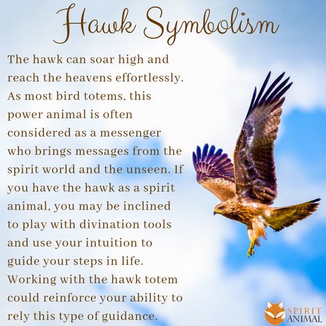 Hawk Spirit Animal, Hawk Meaning Spiritual Animals, Phoenix Spirit Animal, Crane Spirit Animal Meaning, Hawk Symbolism Meaning, Eagle Spirit Animal Meaning, Hawk Spirit Animal Meaning, Hawk Symbol, Red Tail Hawk Meaning, Hawk Meaning