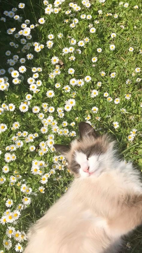 Cute Cats Wallpaper Aesthetic, Dandelion Flower Aesthetic, Cute Cat Wallpaper Aesthetic, Dandelions Aesthetic, Cats Wallpaper Aesthetic, Dandelion Aesthetic, Cat Aesthetic Wallpaper, Aesthetic Bg, Aesthetic Animals