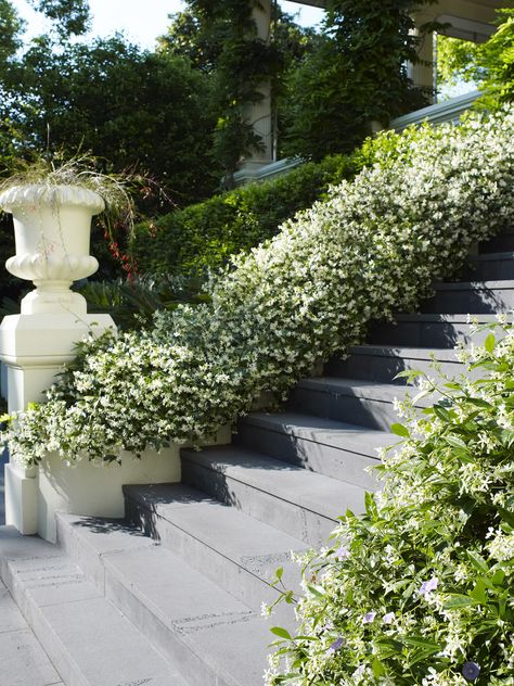 Jasmine Landscaping, Gardening Shed, Trellis Wall, Terraced Gardens, Trachelospermum Jasminoides, Shed Garden, Up Stairs, Beautiful Stairs, Star Jasmine