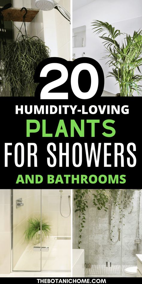 20 Best Plants For Your Shower - That Love Humidity! - The Botanic Home Plants For Dark Bathroom, Plants To Hang In The Shower, Best Shower Plants, Plants For Showers, Shower Plants Bathroom, Bathtub Plants, Best Plants For Bathroom, Bathroom Plants No Sunlight, Shower Plants