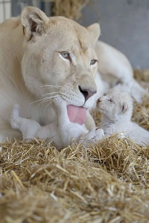 More Wildlife Moms and Babies for Mother's Day 2018 Regnul Animal, Nosara, Albino Animals, White Lion, Baby Lion, Cute Kittens, Sweet Animals, Animal Planet, Animal Photo