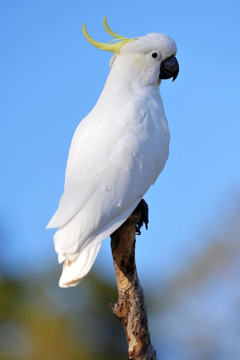 Burung Kakatua, White Cockatoo, Australian Parrots, Funny Parrots, Australian Birds, Australian Animals, All Birds, Big Bird, Exotic Birds