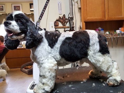 How to groom your cocker spaniel. Spaniel Haircut, Cocker Spaniel Haircut, Cocker Spaniel Grooming, Dog Grooming Tips, Puppy Cut, American Cocker Spaniel, Cocker Spaniel Puppies, Prairie Dog, Cocker Spaniels