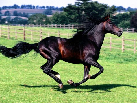 cherrier on Twitter: "Prix de Diane dans 3 minutes ;-) http://t.co/W6cKh3R4NV" Bay Horse, Horse Wallpaper, Black Horses, Thoroughbred Horse, Majestic Horse, Running Horses, Funny Horse, All The Pretty Horses, Black Horse